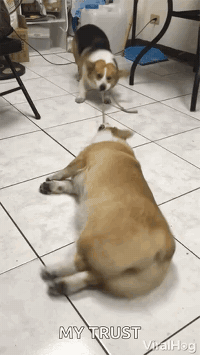 Two Corgi Dogs Are Playing With A Toy On A Tiled Floor With The Words " My Trust " On The Bottom GIF