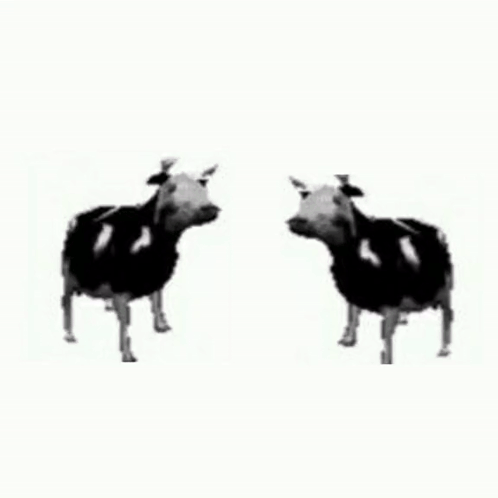 Two Cows Are Standing Next To Each Other With The Words I 'Ll Dance Below Them GIF