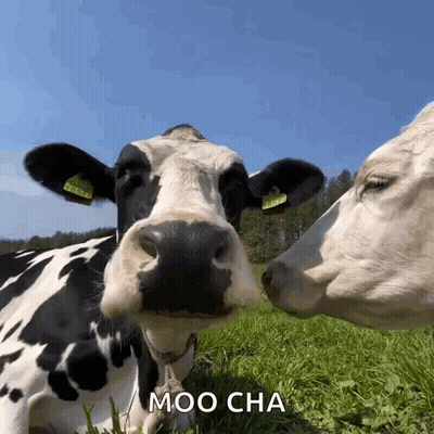 Two Cows Kissing Moo Cha GIF