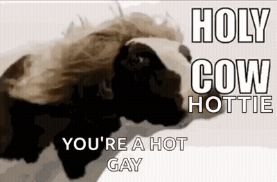 Two Cows Saying Holy Cow Hottie You're A Hot Gay GIF