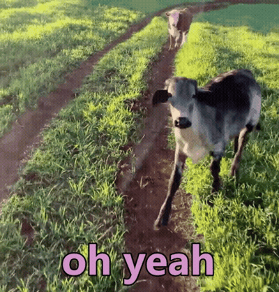Two Cows Walking Down Dirt Road Saying Oh Yeah GIF