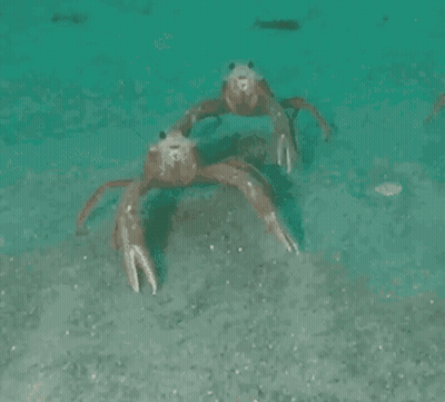 Two Crabs Dancing In Water GIF
