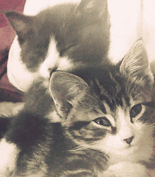Two Cuddling Happy Cat Meme GIF