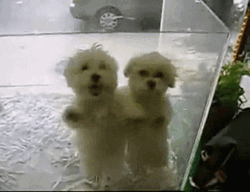 Two Cute Dogs Is Dancing  GIF