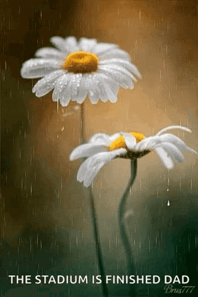 Two Daisies In The Rain With The Words The Stadium Is Finished Dad Below Them GIF