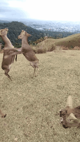 Two Deer Are Standing On Their Hind Legs In A Grassy Field GIF