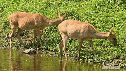 Two Deer Drinking Water From Pond With Word Junior GIF
