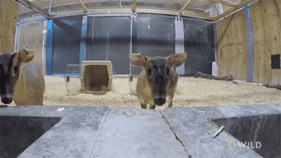 Two Deer In Cage GIF