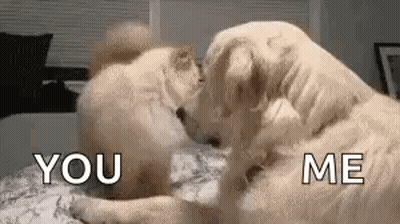 Two Dogs Are Kissing Each Other On A Bed And One Of Them Is Saying `` You And Me '' . GIF