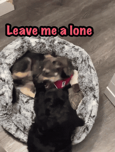 Two Dogs Are Laying In A Dog Bed With The Words " Leave Me A Lone " Above Them GIF