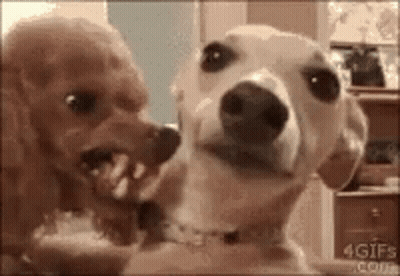 Two Dogs Are Looking At Each Other In A Room And One Of Them Is Biting The Other 'S Face . GIF