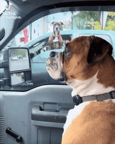 Two Dogs Are Looking Out The Window Of A Car With Tiktok At The Bottom GIF