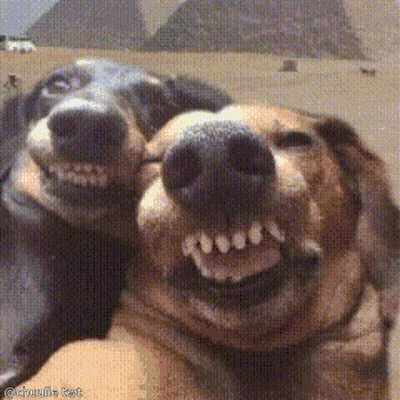 Two Dogs Are Making A Funny Face With Their Mouths Open And A Watermark That Says @Crujule Ext GIF