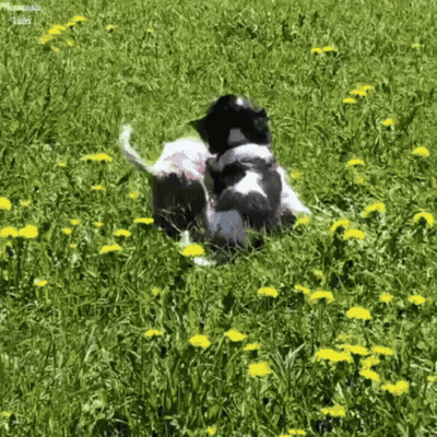 Two Dogs Are Playing In A Field Of Dandelions With A Watermark That Says ' Amanda ' On It GIF
