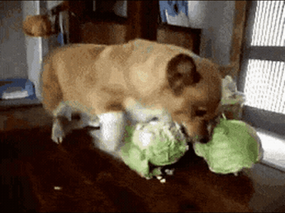 Two Dogs Are Playing With A Stuffed Turtle On A Table . GIF