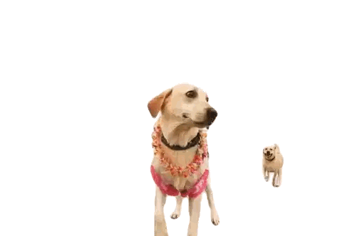 Two Dogs Are Playing With Each Other And One Has A Pink Necklace On Sticker