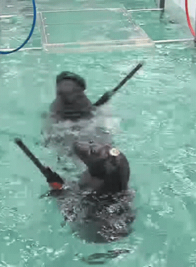 Two Dogs Are Playing With Sticks In A Swimming Pool . GIF