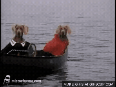 Two Dogs Are Sitting In A Boat On The Water . GIF