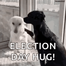 Two Dogs Are Sitting Next To Each Other On A Window Sill . GIF