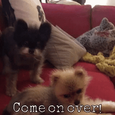 Two Dogs Are Sitting On A Pink Couch With The Words Come On Over GIF