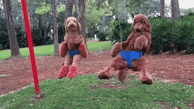 Two Dogs Are Sitting On Swings In A Park . GIF