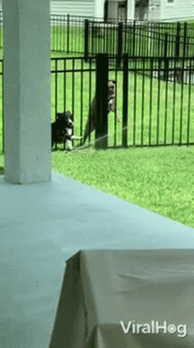 Two Dogs Are Standing In Front Of A Fence With The Words Viralhog Written On The Bottom GIF