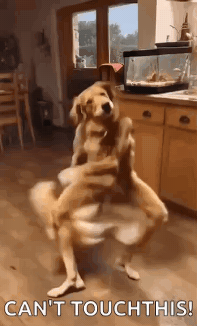 Two Dogs Dancing In Kitchen GIF