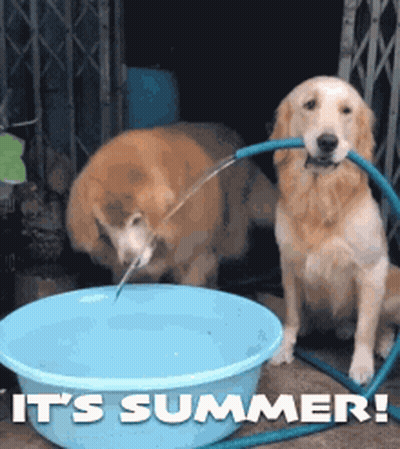Two Dogs Drinking Water From A Blue Bowl With The Words It 'S Summer Written On It GIF