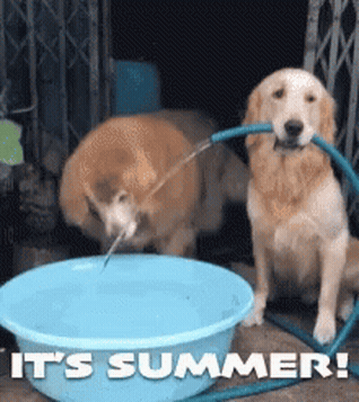 Two Dogs Drinking Water From Blue Bowl It's Summer GIF