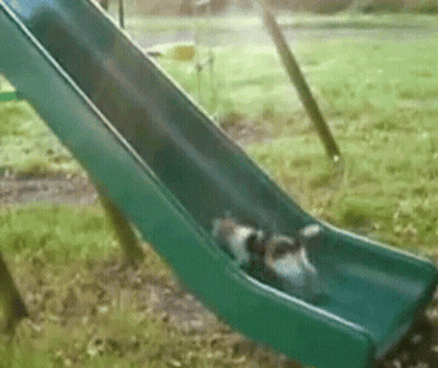 Two Dogs Going Down Green Slide GIF