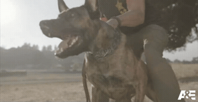 Two Dogs Held By Person With A & E GIF