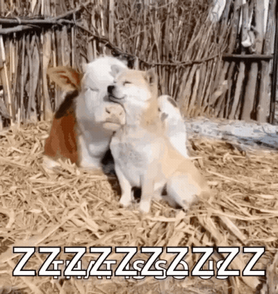 Two Dogs Hugging In Hay With Zzzzzzzzzzz GIF