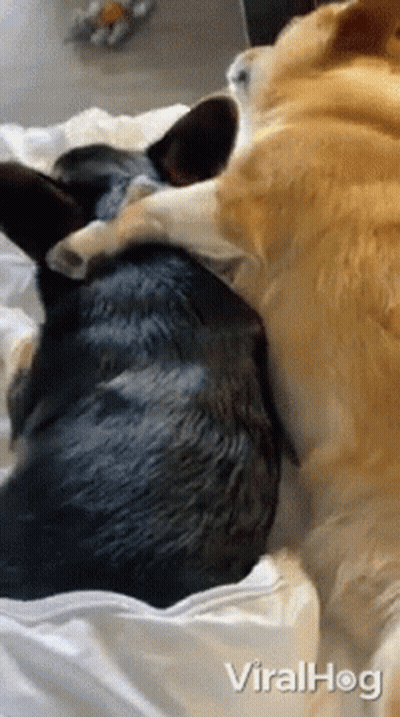 Two Dogs Hugging On Bed Viralhog GIF