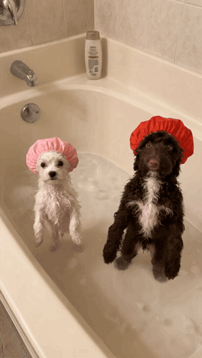 Two Dogs In Bathtub One Wearing Pink Shower Cap GIF