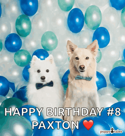 Two Dogs In Bow Ties With Balloons Happy Birthday Paxton GIF