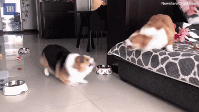Two Dogs In Living Room With Bowls And Newsflare Logo GIF