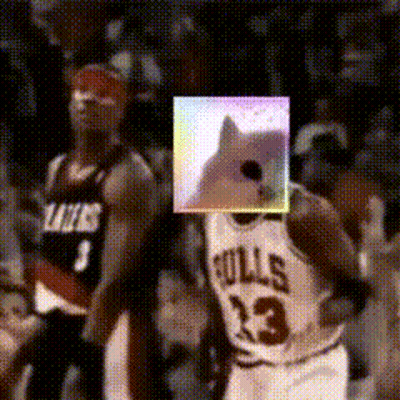 Two Dogs In Sunglasses Hats Enjoy Beach Weekend GIF