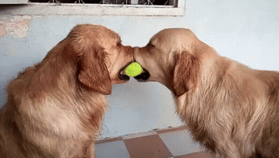 Two Dogs Kissing Over A Tennis Ball Between Them GIF