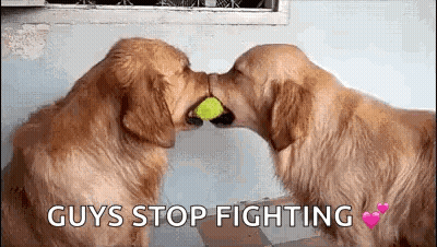 Two Dogs Kissing With Tennis Ball GIF