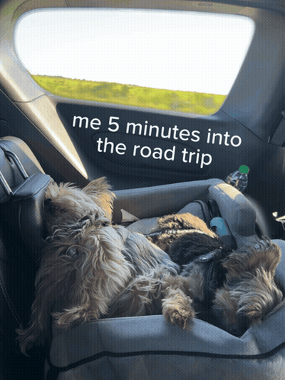 Two Dogs Laying In A Car With The Words " Me 5 Minutes Into The Road Trip " On The Side GIF