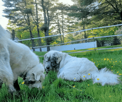 Two Dogs Laying In Grass One Eating Grass GIF