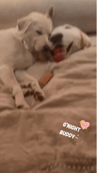 Two Dogs Laying On Bed Saying G'Night Buddy GIF