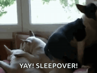 Two Dogs Laying On Couch GIF