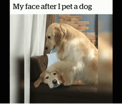 Two Dogs Laying On Couch My Face After I Pet A Dog GIF