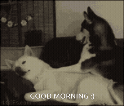 Two Dogs Laying On Couch Saying Good Morning GIF