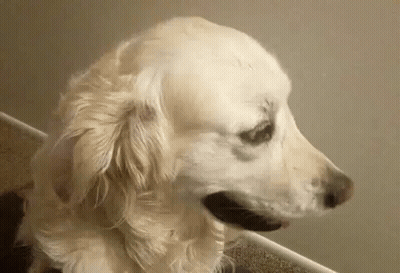Two Dogs Laying On Floor One Sitting GIF