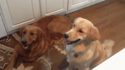 Two Dogs Laying On Floor One Sitting GIF
