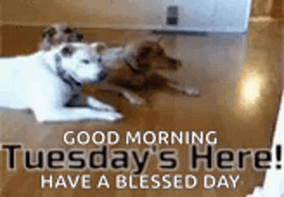 Two Dogs Laying On Floor Saying Good Morning Tuesday Have A Blessed Day GIF