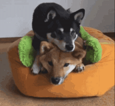 Two Dogs Laying On Orange Cushion GIF