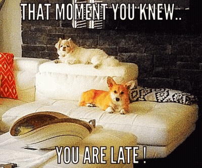 Two Dogs Laying On White Couch That Moment You Knew You Are Late GIF